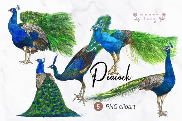 Peacock Watercolor Animal Clipart: PNG for Vibrant Designs
